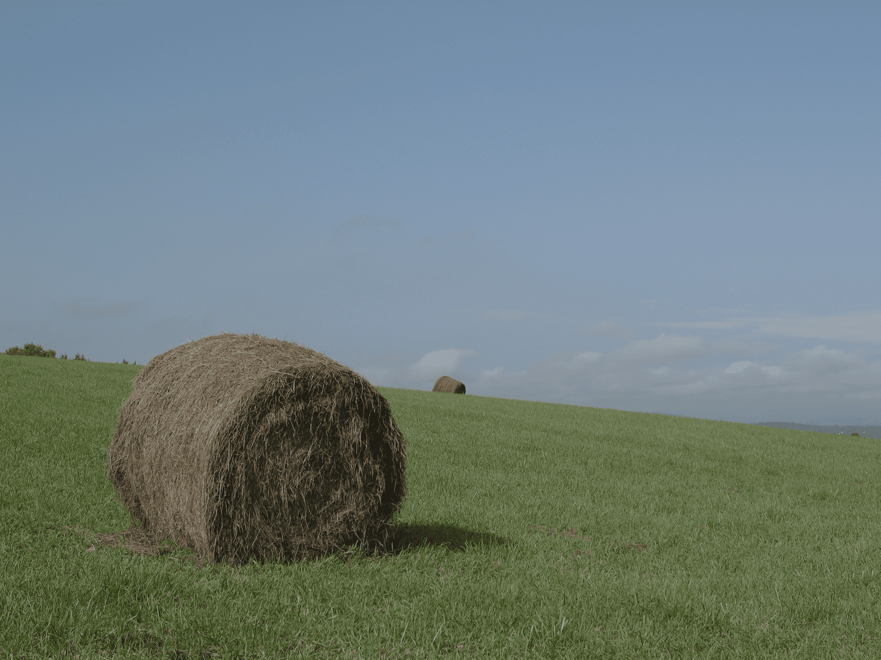 hay
